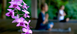 yoga and meditation retreat at Laluna Wellness Canter