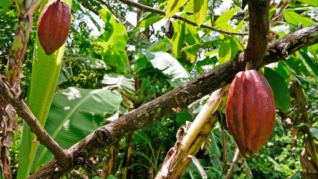 Grenada cocoa