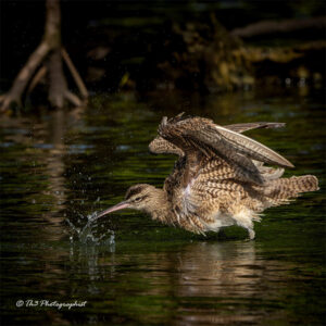 The Hudsonian Whimbrel, in a bathing session, shaking off excess water from its feathers.