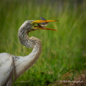 Great Egret, hunting tilapia in Grenada