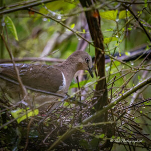 wildlife photo of the Grenada dove, in its natural habitat