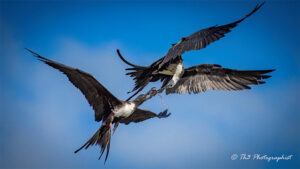 Frigate Birds, adult female (black head) and a juvenile (white head) fighting for fish scraps discarded by the fisherman