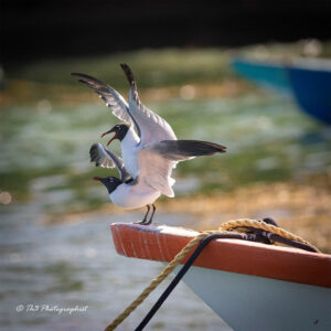 two seagulls mating on the bow of a local fishing boat in Grenada