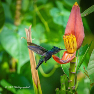 The Antillean Crested Hummingbird, taking a sip of nectar from this banana flower