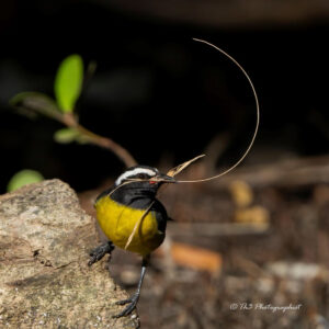 Bananaquit bird with with a twig in its beak, creating a nest in the mangrove in Grenada