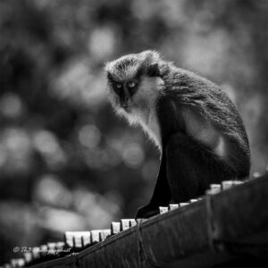 Black and white photo of a local Grenadian Mona Monkey in its natural habitat