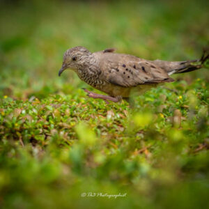 Common Ground Dove looking for seeds on the ground in Grenada