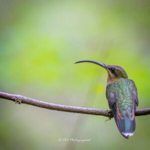 Rufous-Breasted Hermit humming bird sitting on a branch in Grenada