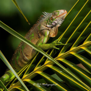 sleeping Grenadian Iguana taking a nap and soaking up the sun on a coconut tree