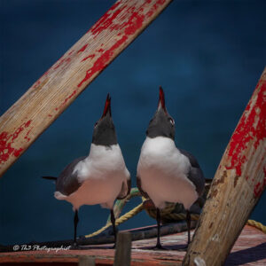 two seagulls mating ritual on a local Grenadian wooden fishing boat