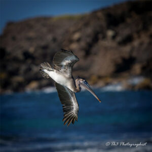 Juvenile Brown Pelican in mid-dive, in the Caribbean Sea