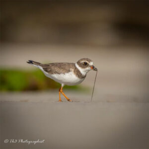 The Semi-palmated Plover, pulling worms out with their beaks, in Grenada