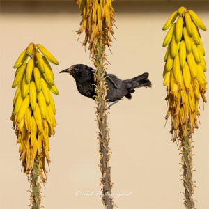 wildlife photo of a Bananaquit perched on an Aloe Vera flower, in Grenada