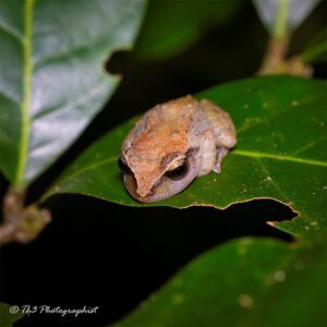 The Grenada Piping Frog, sitting on a leaf