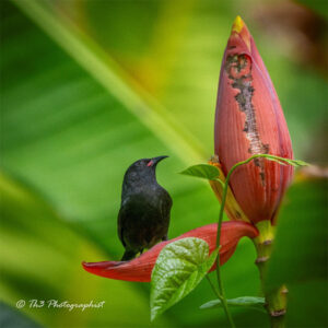 Grenada bananaquits looking for nectar on the banana flowers