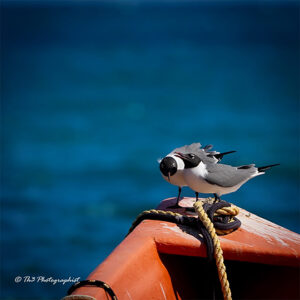 two seagulls on a local wooden fishing boat