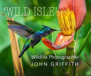 photography of a hummingbird in Grenada